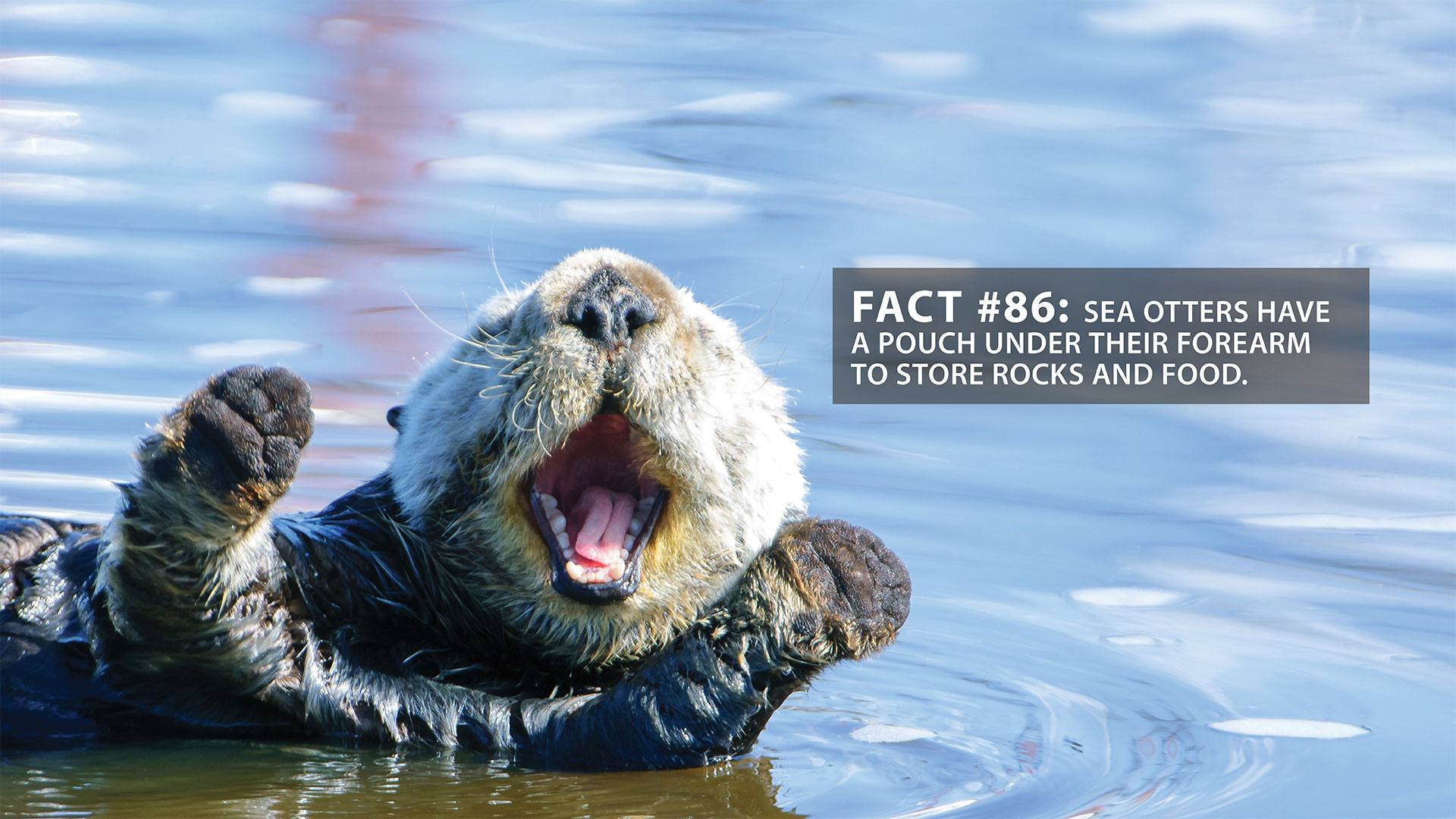 United Community Bank ad - Fact #86: sea otters have a pouch under their forearm to store rocks and food